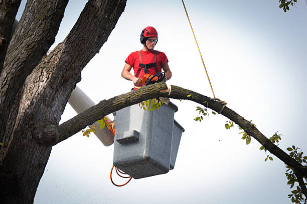 Reliable Norman, OK Tree Services Solutions